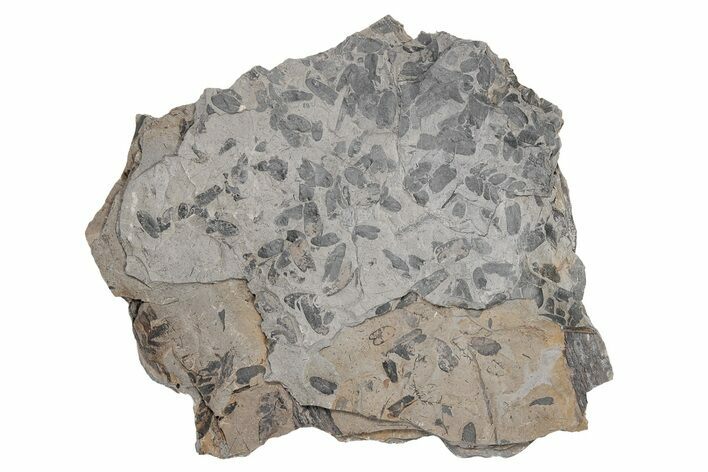 Pennsylvanian Fossil Fern (Neuropteris) Plate - Kentucky #214213